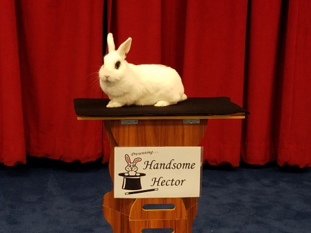 Magic show with a live rabbit